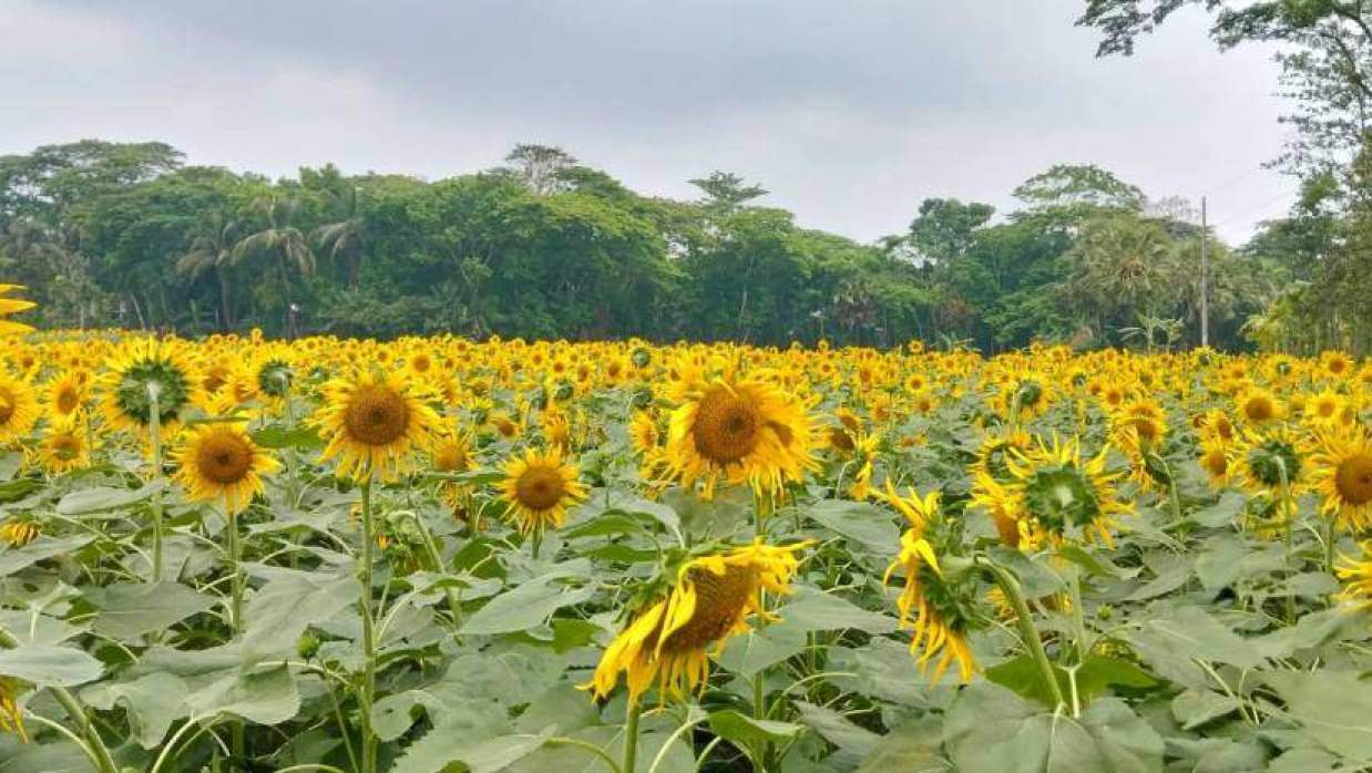 চরফ্যাশনে মাঠ ছেয়েছে সূর্যমুখীতে, হাসছে কৃষকের মুখ