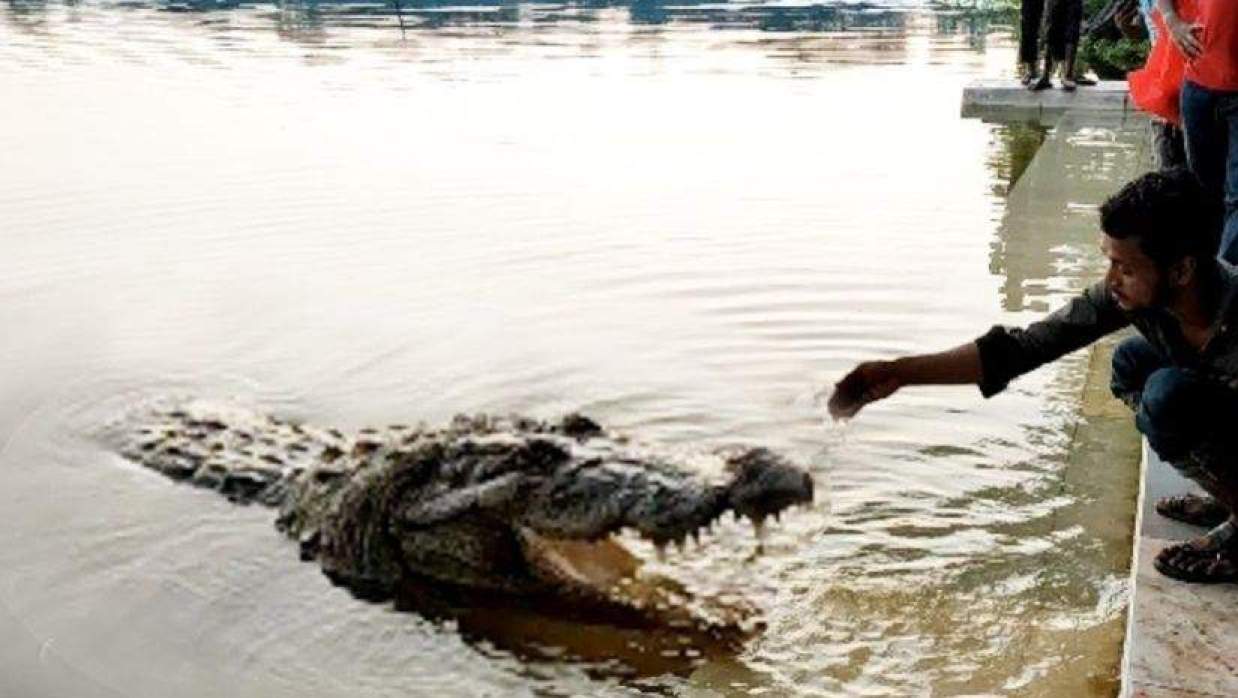 সত্যিই কি কুকুরের পা বেঁধে কুমিরকে খেতে দেওয়া হয়েছিল?