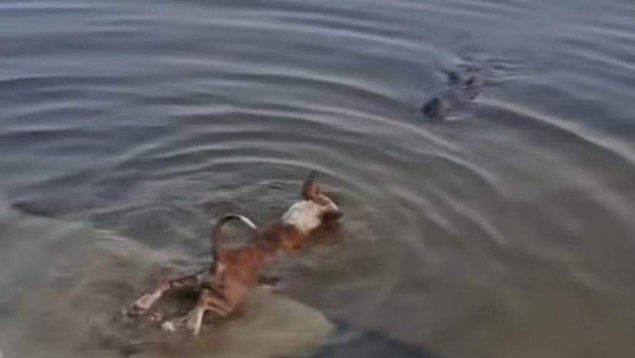 বাগেরহাটে মাজারের দিঘিতে কুমিরের কুকুর শিকার, অপপ্রচারের মুখে সত্য প্রকাশ