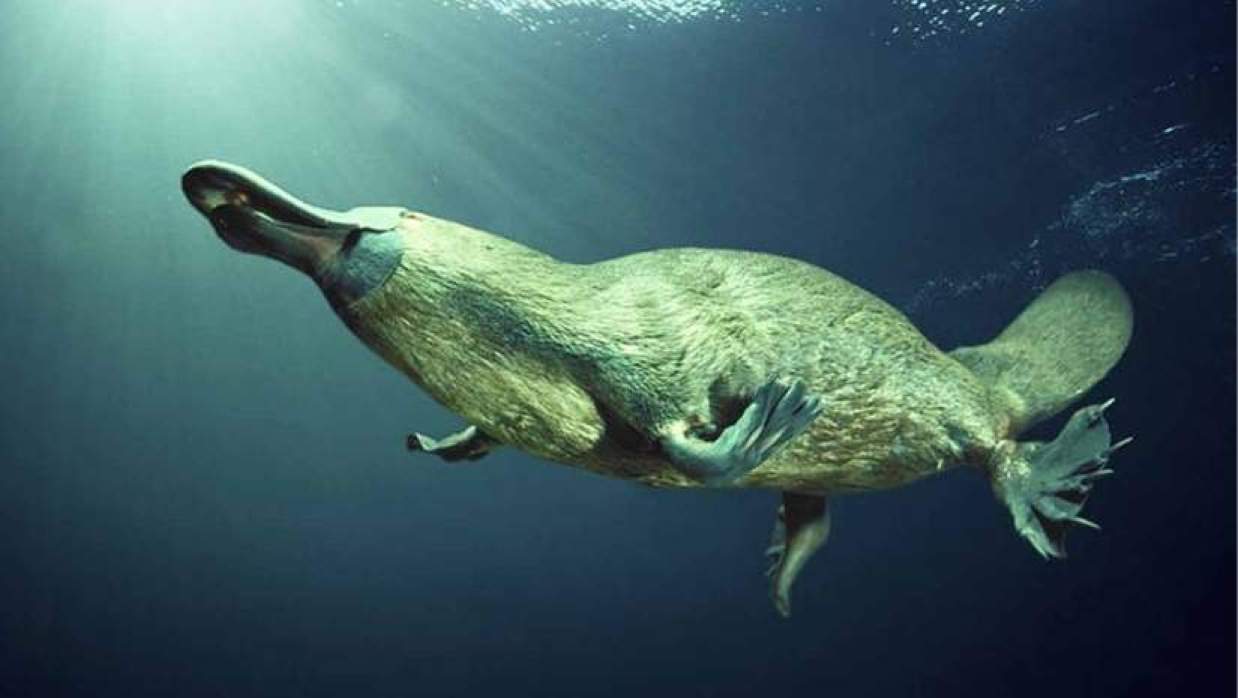 প্ল্যাটিপাস