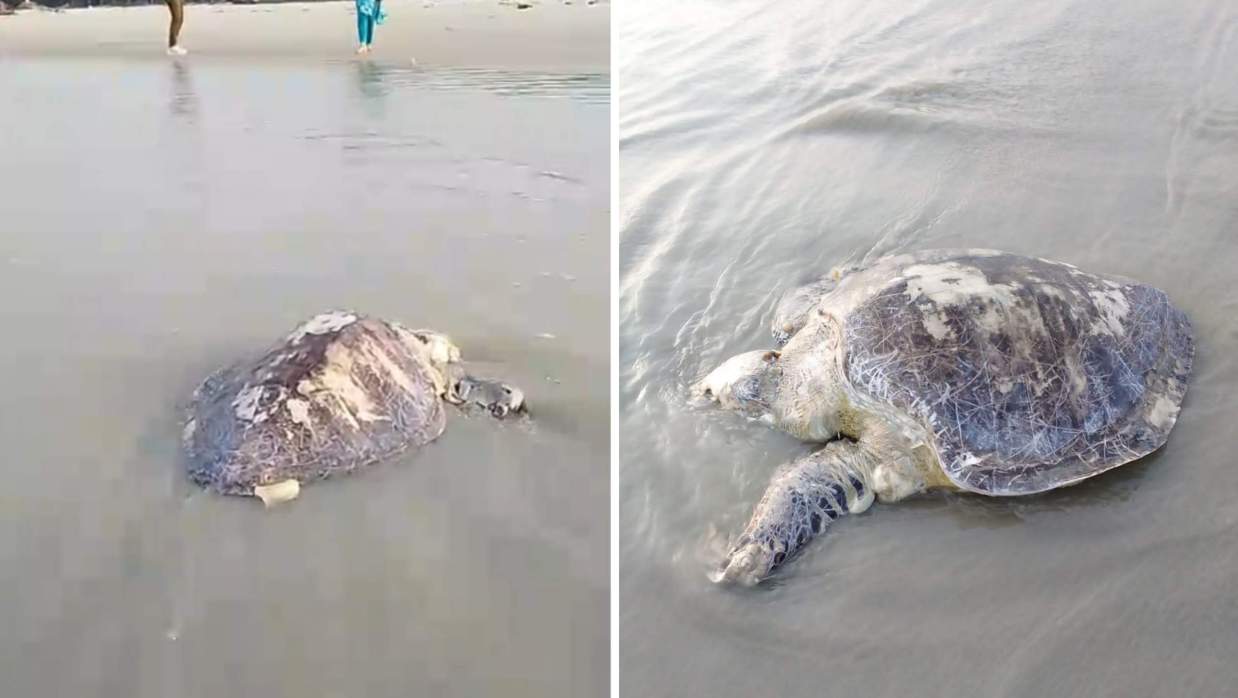 কুয়াকাটা সমুদ্র সৈকতে ভেসে আসা মৃত কচ্ছপ