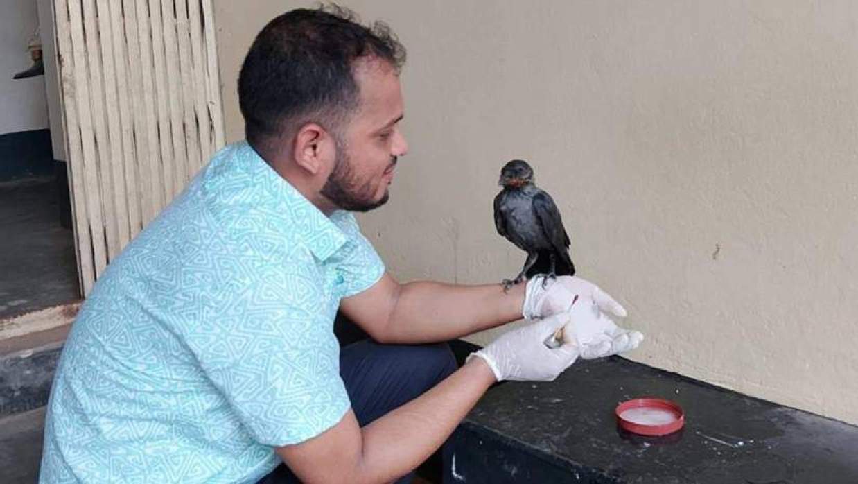 অসুস্থ কাকটিকে চিকিৎসা দেওয়া হচ্ছে 