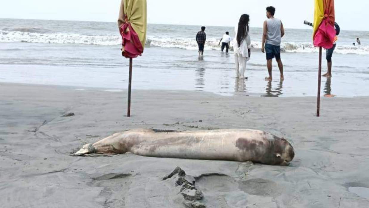 সমুদ্র সৈকতের জিরো পয়েন্টের পশ্চিম পাশে মৃত ডলফিন ভেসে এসেছে।