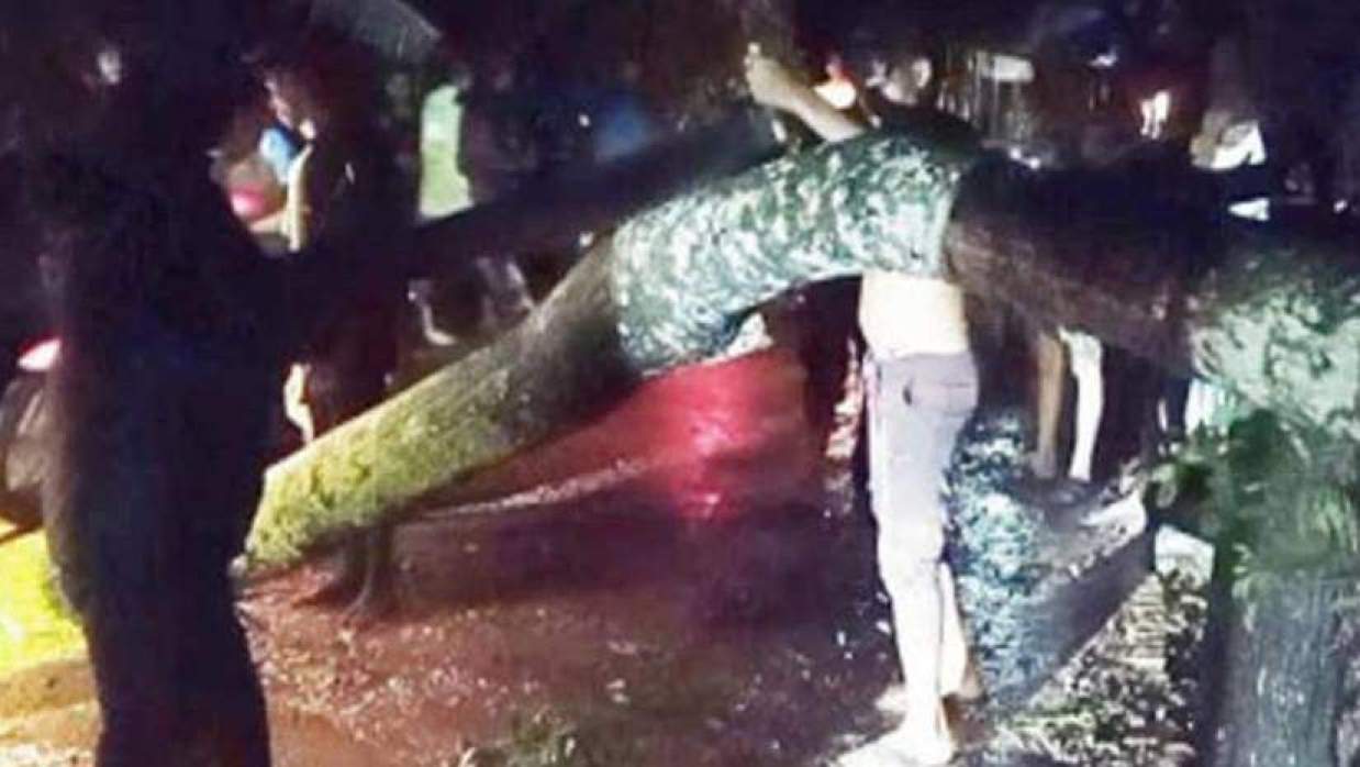 ঝড়ে সড়কের ওপর ভেঙে পড়া গাছ