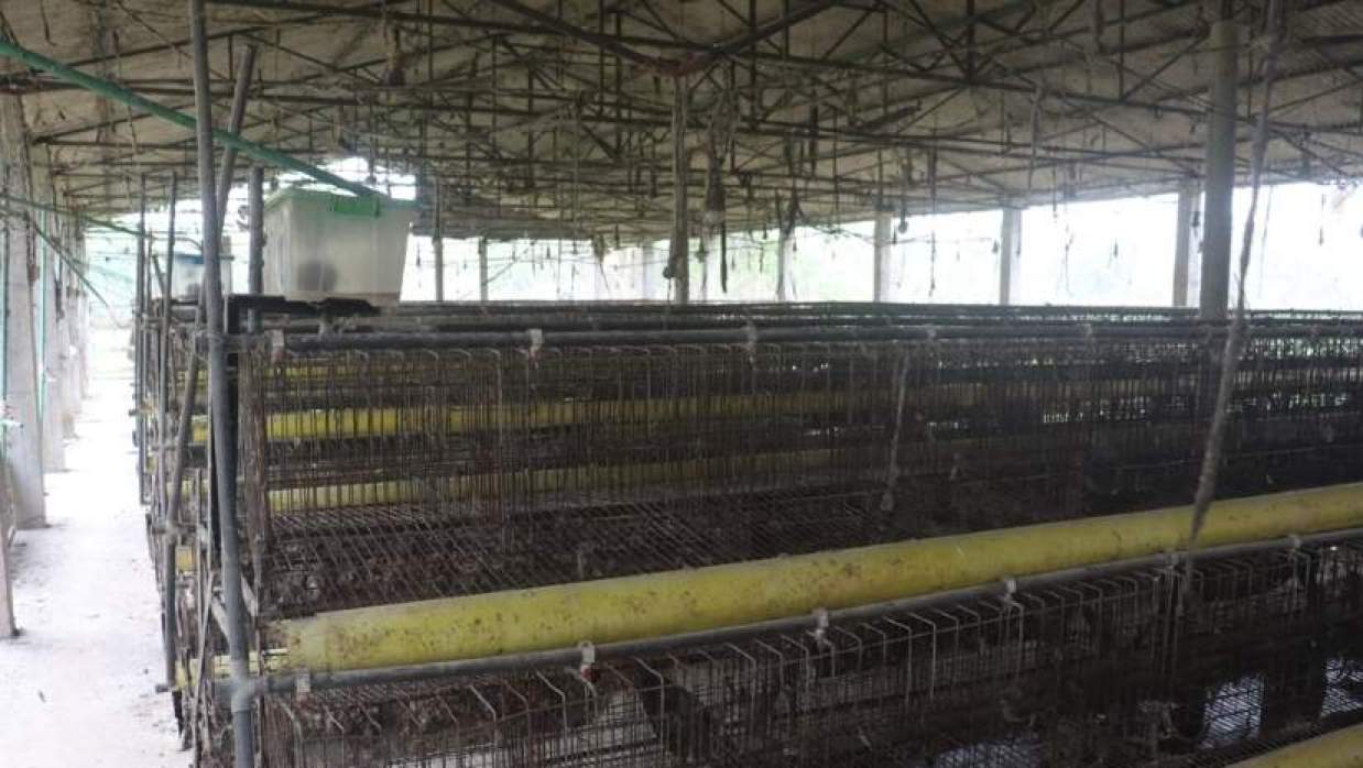 পোল্টি খামার