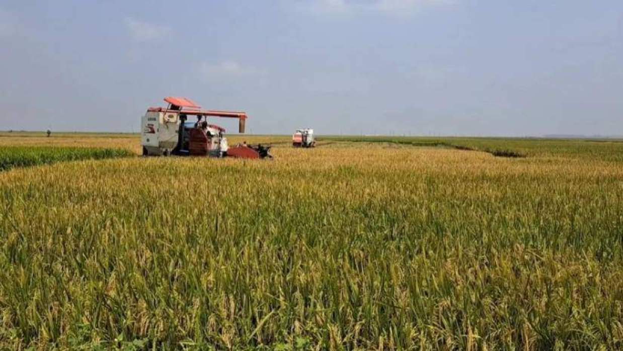 হাওরে মাঠে হারভেস্টার দিয়ে কাটা হচ্ছে বোরো ধান