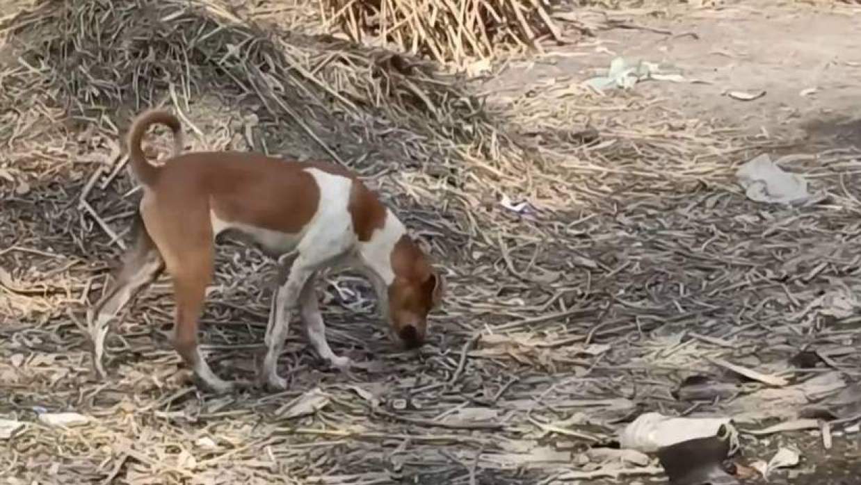 গ্রামের একটি কুকুর ঘুরে বেড়াচ্ছে