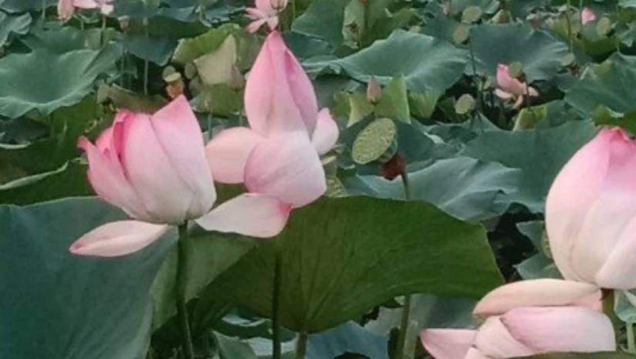 ধাড়াইল বিলে ফোটা পদ্মফুল