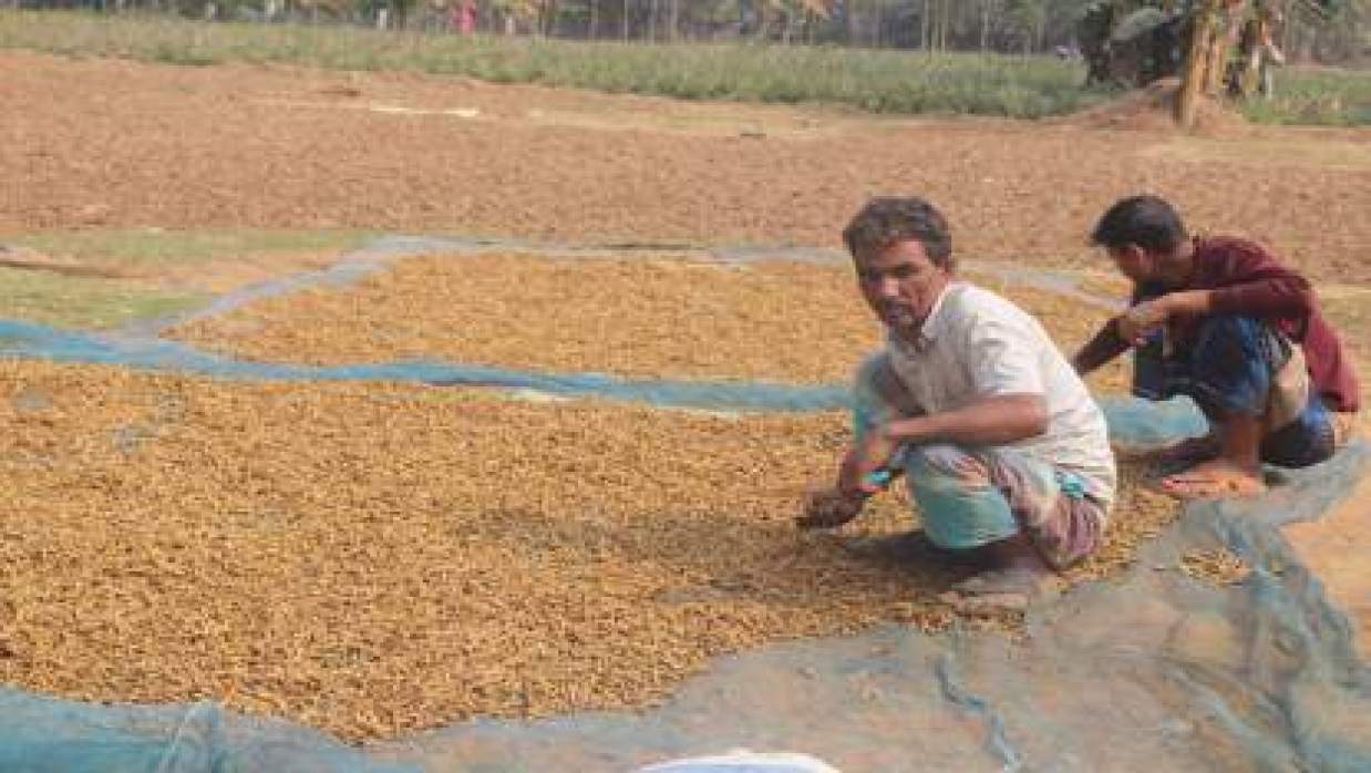 রোদে হলুদ শুকাচ্ছেন দুজন