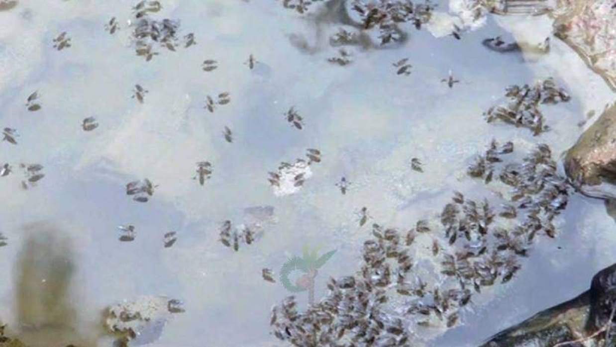 নালা-নর্দমা, ড্রেন, ঝোপঝাড় ও জমে থাকা পানিতে মশার অবাধ বংশবিস্তার চলছে