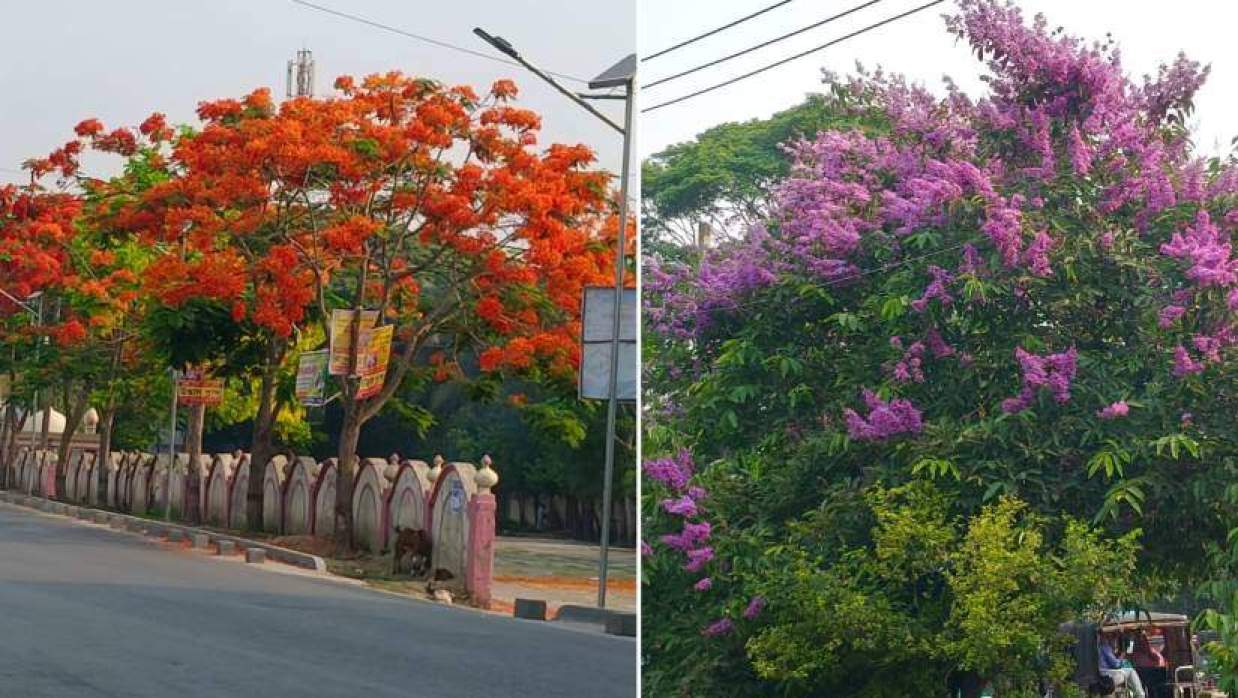 সড়কের পাশে ফোটা কৃষ্ণচূড়া ও জারুল