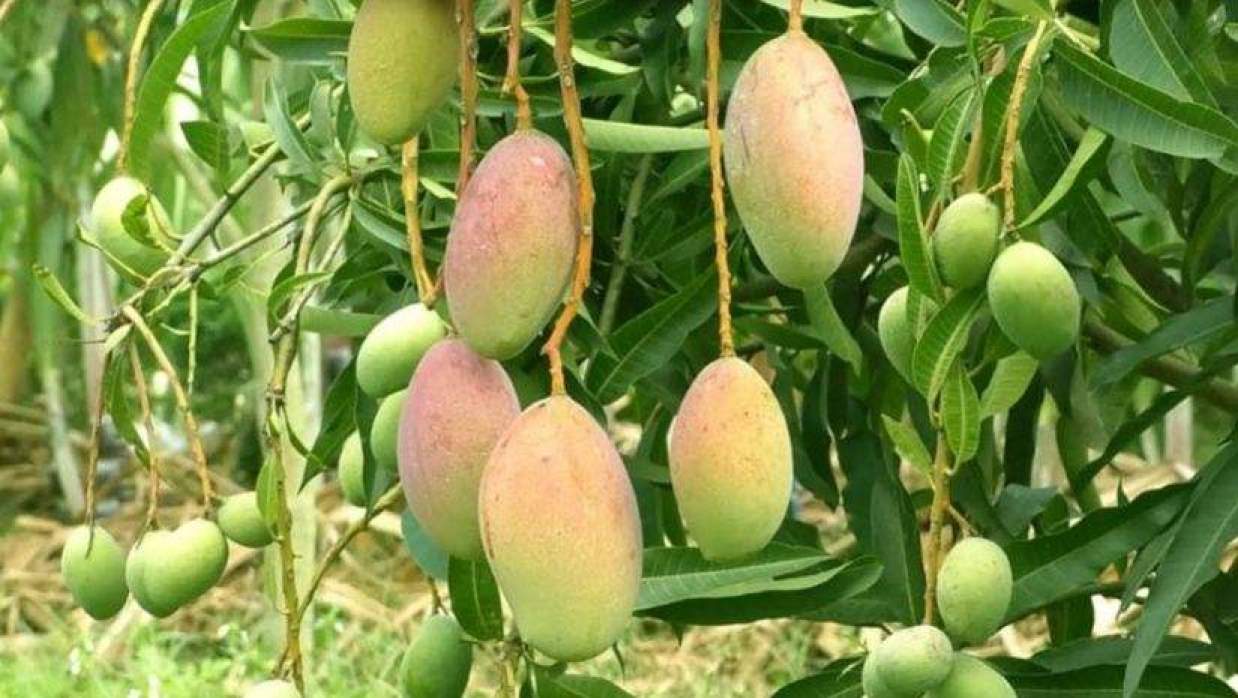 প্রতিকী ছবি 