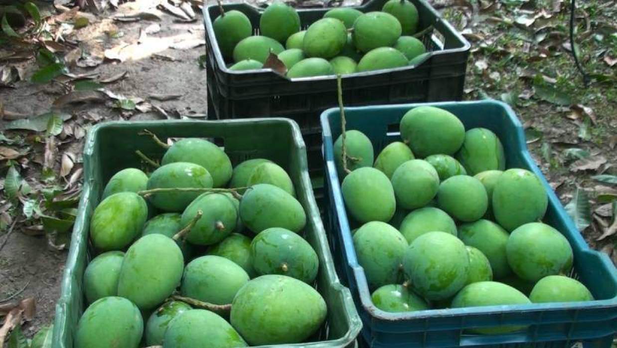 বাজারজাতের জন্য ঝুড়িতে ভরা হয়েছে আম