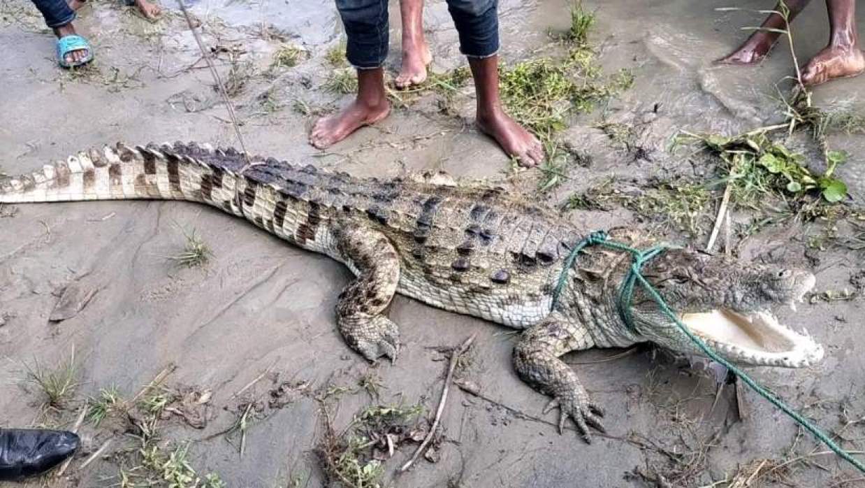 আটক কুমির 