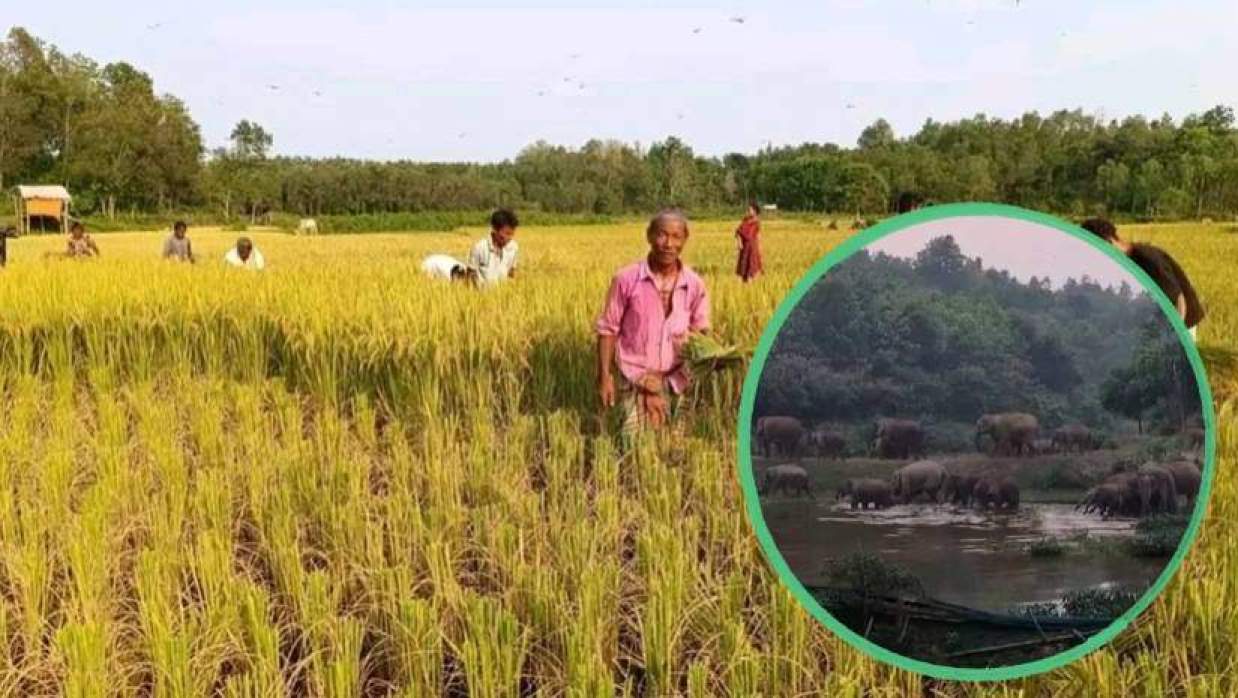 বোরো ধান কাটছেন কৃষিশ্রমিকরা (ইনসেট পাহাড়ে বন্য হাতির পাল)