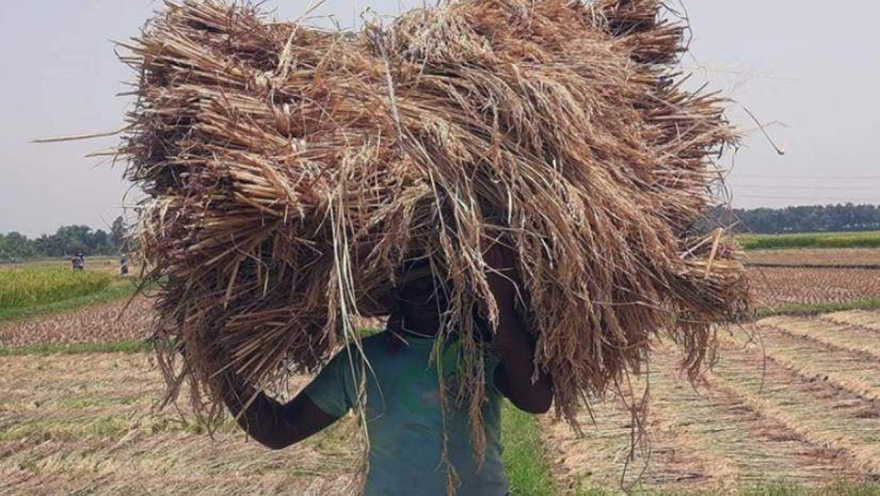 বোরো ধান কেটে বাড়িতে নিয়ে যাচ্ছেন একজন