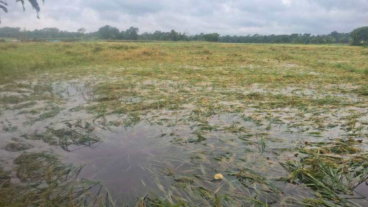 ধানক্ষেত পানিতে ডুবে গেছে