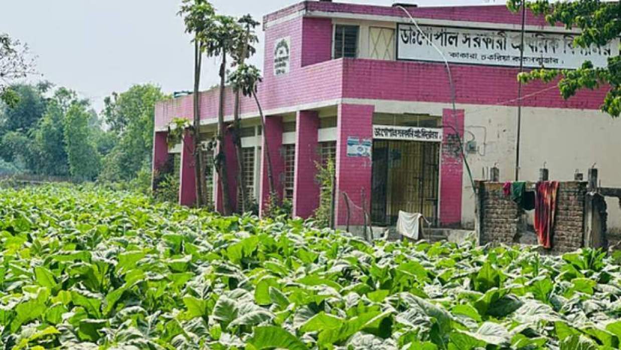 একটি সরকারি প্রাথমিক বিদ্যালয়ের সামনের জমিতে চাষ করা হয়েছে তামাক 