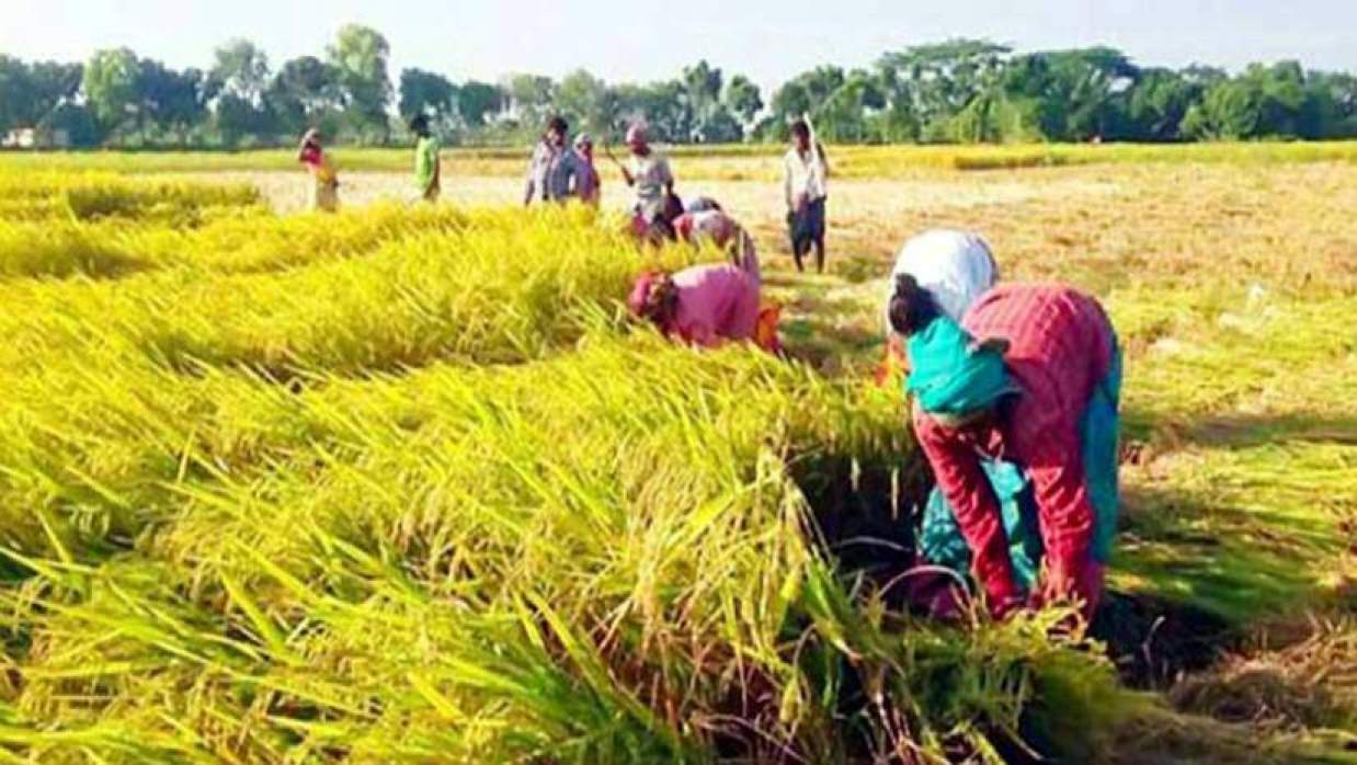 বোরো ধান কাটছেন কৃষিশ্রমিকরা