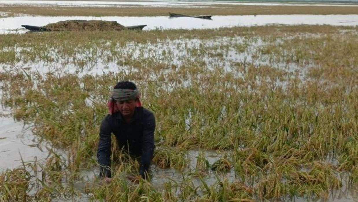 তলিয়ে যাওয়া বোরো ধান কাটছেন কৃষক 