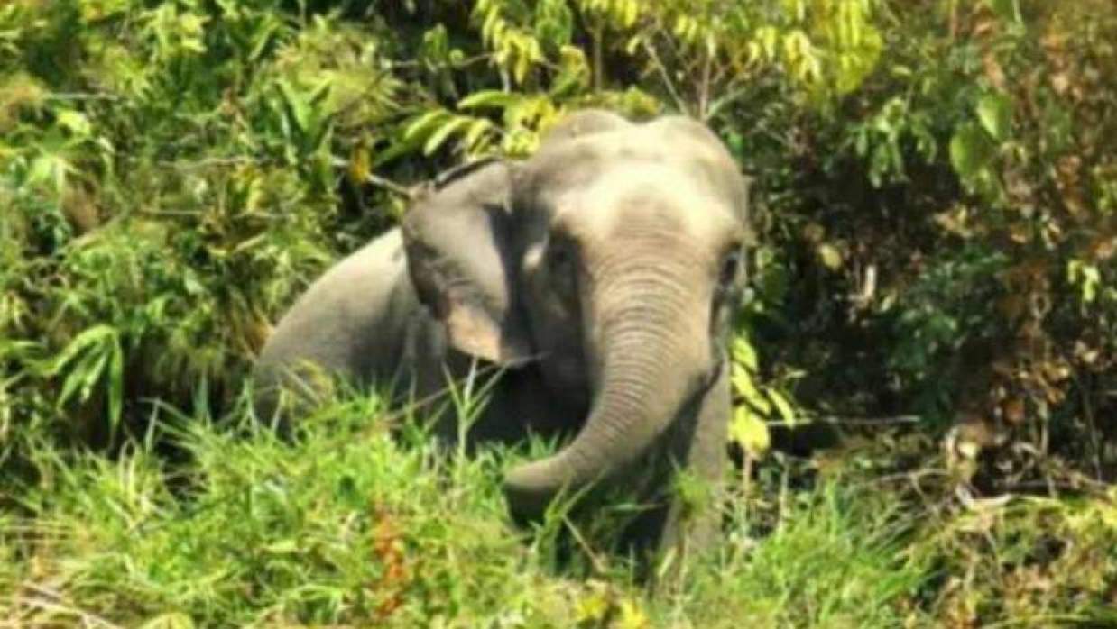 বনে বন্য হাতি