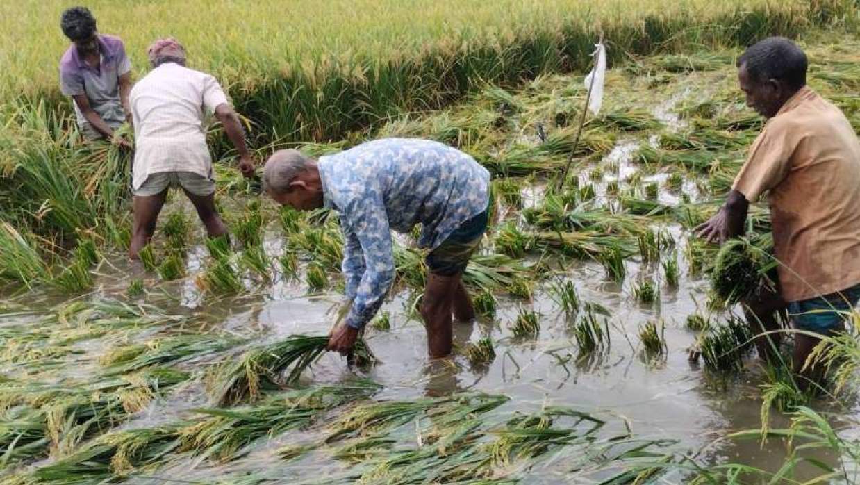 বোরো ধান কাটেছেন কৃষিশ্রমিকরা