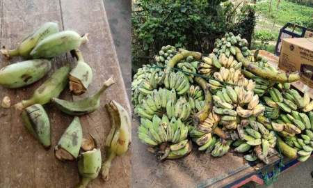 স্কুল ফিডিংয়ে শিক্ষার্থীদের দেওয়া হলো পচা কলা