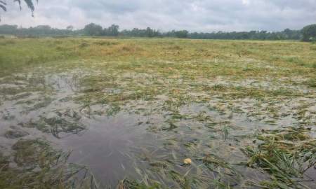 মতলবে কালবৈশাখীতে হেলে পড়েছে আধা পাকা ধান