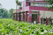 বিদ্যালয়ের চারপাশে তামাকখেত, শিক্ষার্থী-শিক্ষকরা স্বাস্থ্যঝ…