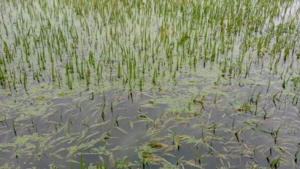 ভারি বৃষ্টিতে ফসল পানিতে তলিয়ে গেছে