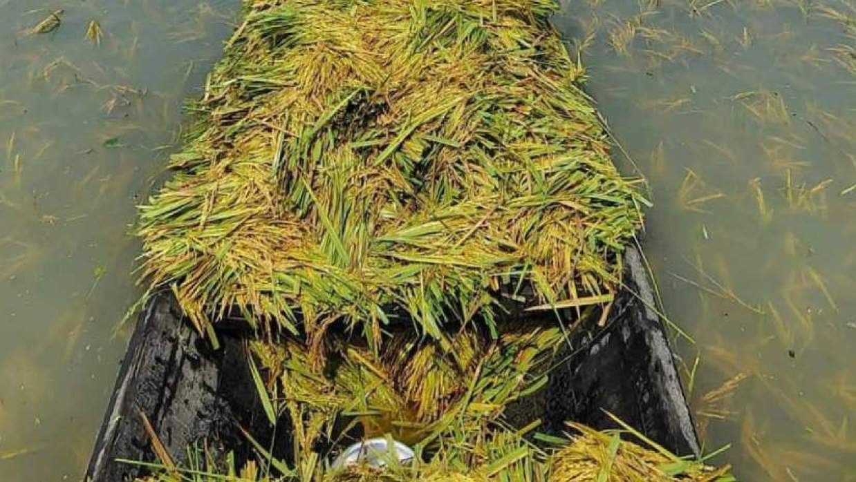 হাওরের ধান কেটে নৌকায় করে নেওয়া হচ্ছে