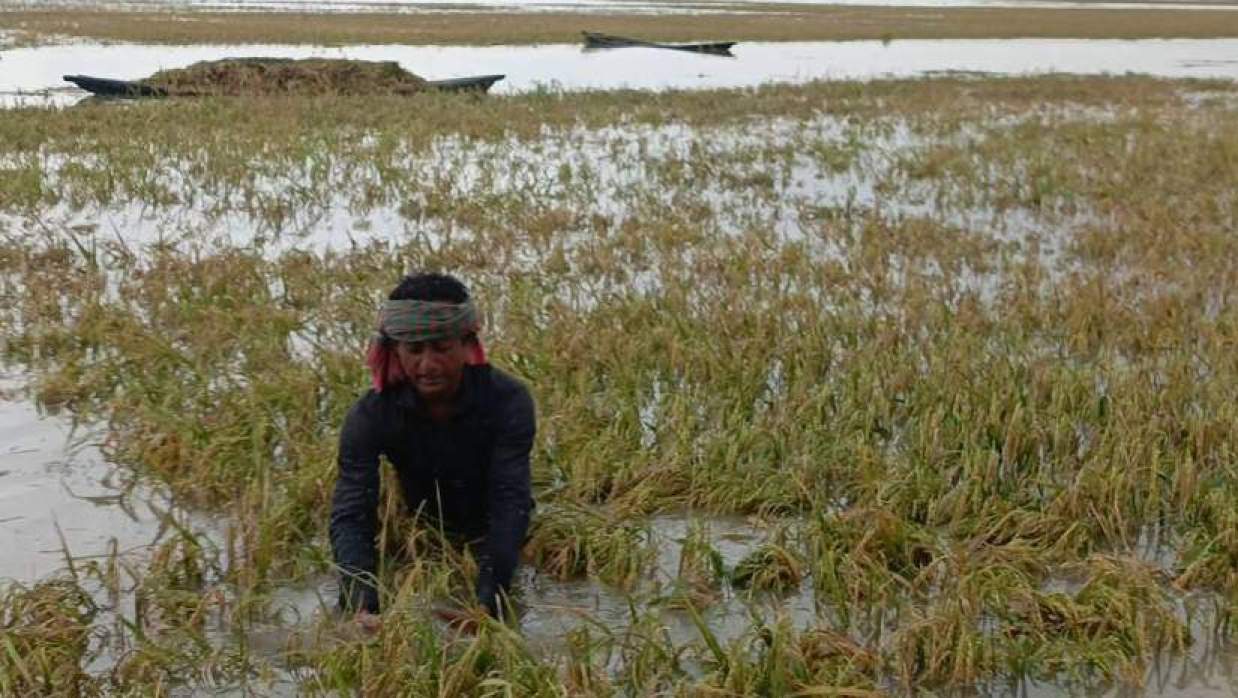 পানিতে প্রায় ডুবে যাওয়া বোরো ধান কাটছেন এক ব্যক্তি