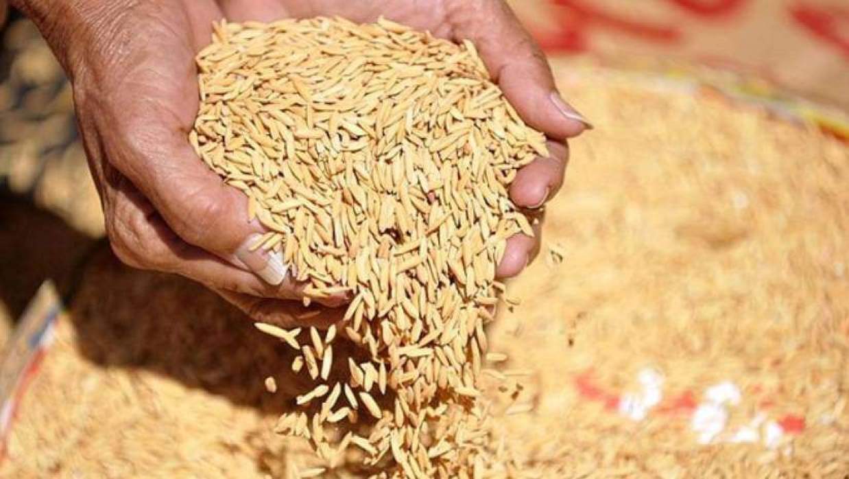 এবার প্রতি কেজি ধানের সংগ্রহমূল্য ৩৬ টাকা নির্ধারণ করা হয়েছে