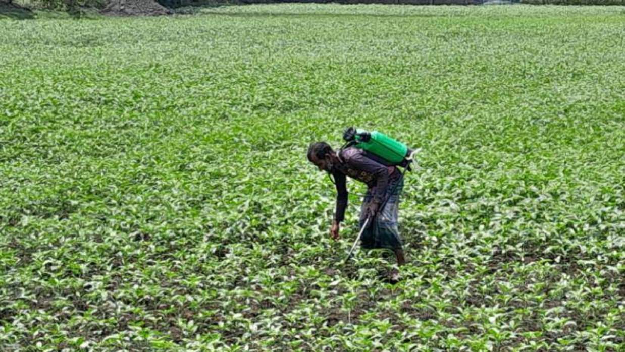 পাটক্ষেতে কীটনাশক ছিটাচ্ছেন এক কৃষক