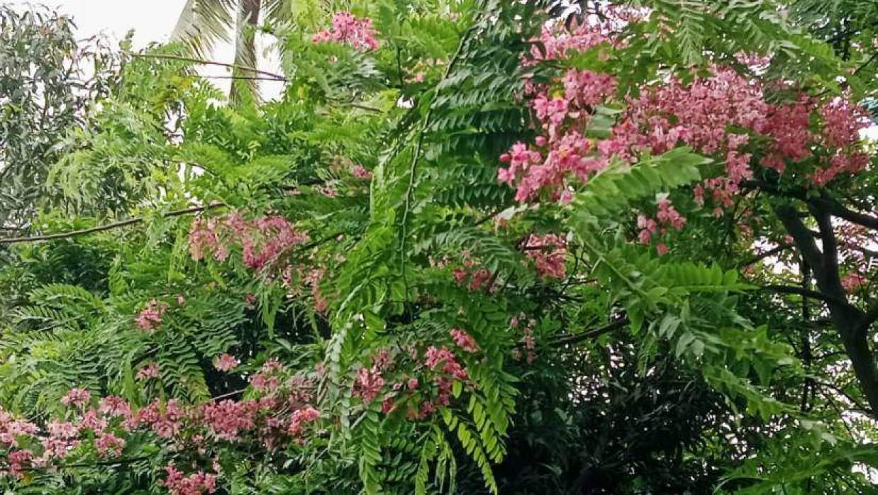 সড়কে ধারে ফোটা জারুল ফুল