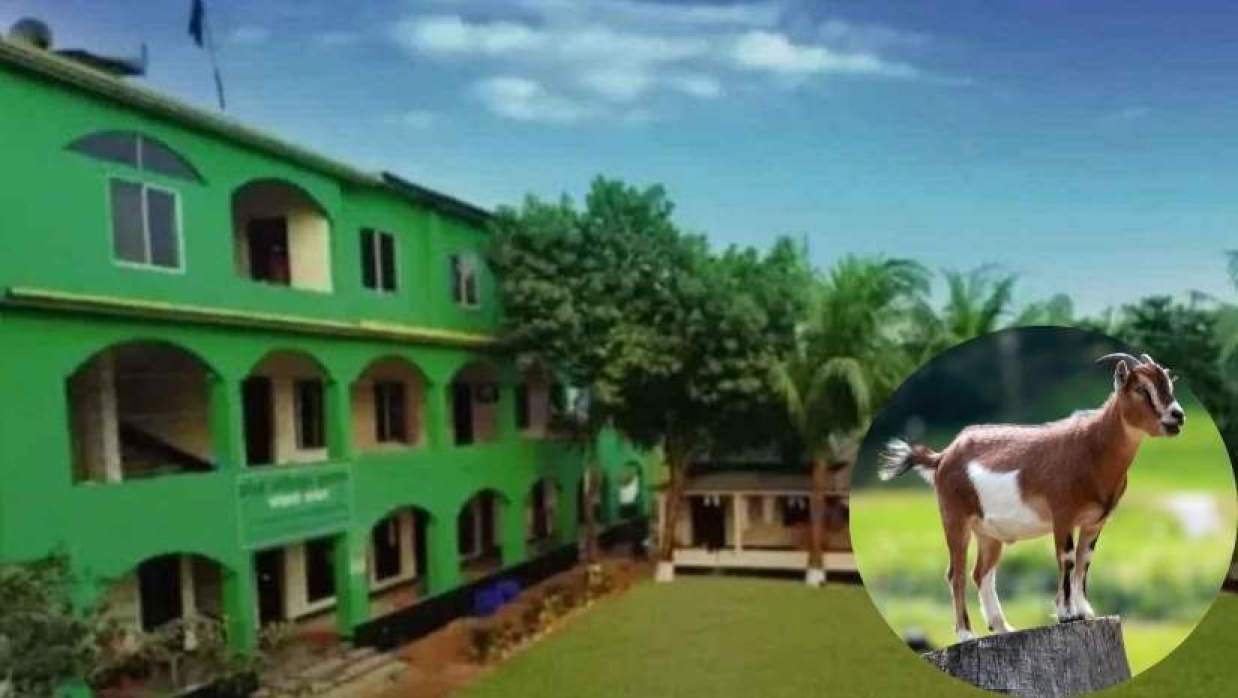 ছাগল খেয়ে জরিমানা দিলেন মাদরাসা শিক্ষকরা 