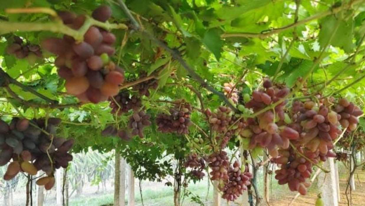 আঙুর চাষ 