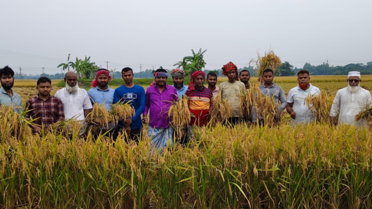 ছাত্রদলের ধান কাটা  আয়োজন