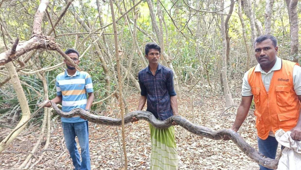 উদ্ধারকৃত অজগর