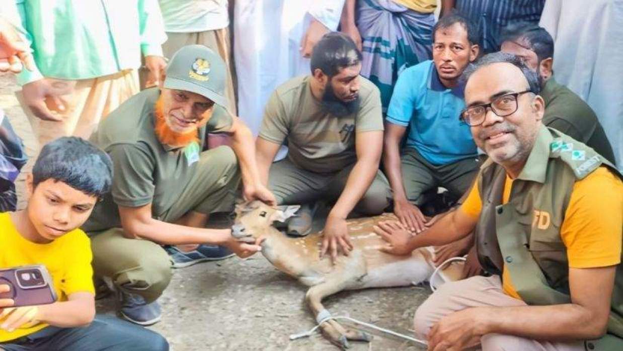 বন বিভাগের একটি দল গিয়ে হরিণটিকে উদ্ধার করে