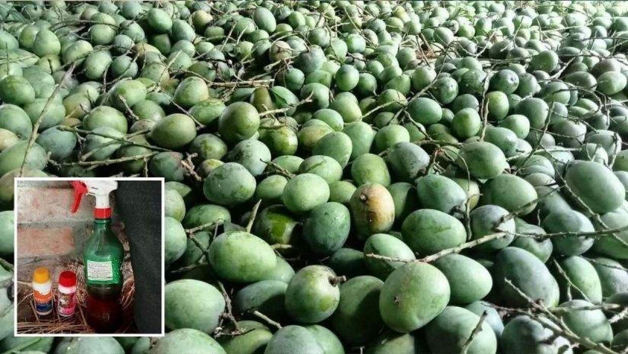 অপরিপক্ক হিমসাগর আম বাজারে