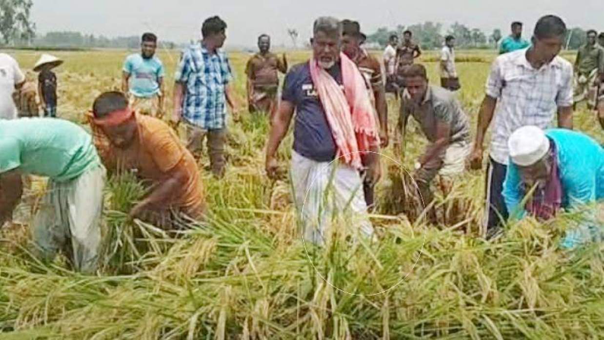 মাঠে ধান কাটছেন সংসদ সদস্য