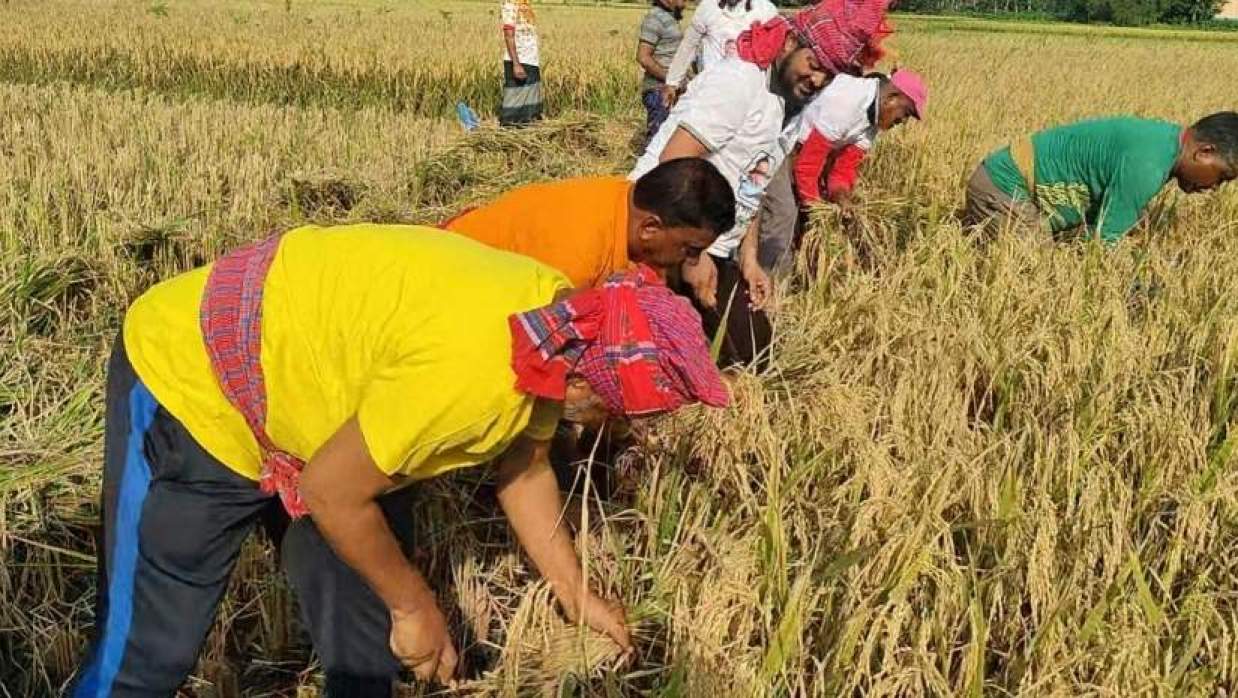 কৃষকের ধান কেটে বাড়ি তুলে দিলেন এমপি 