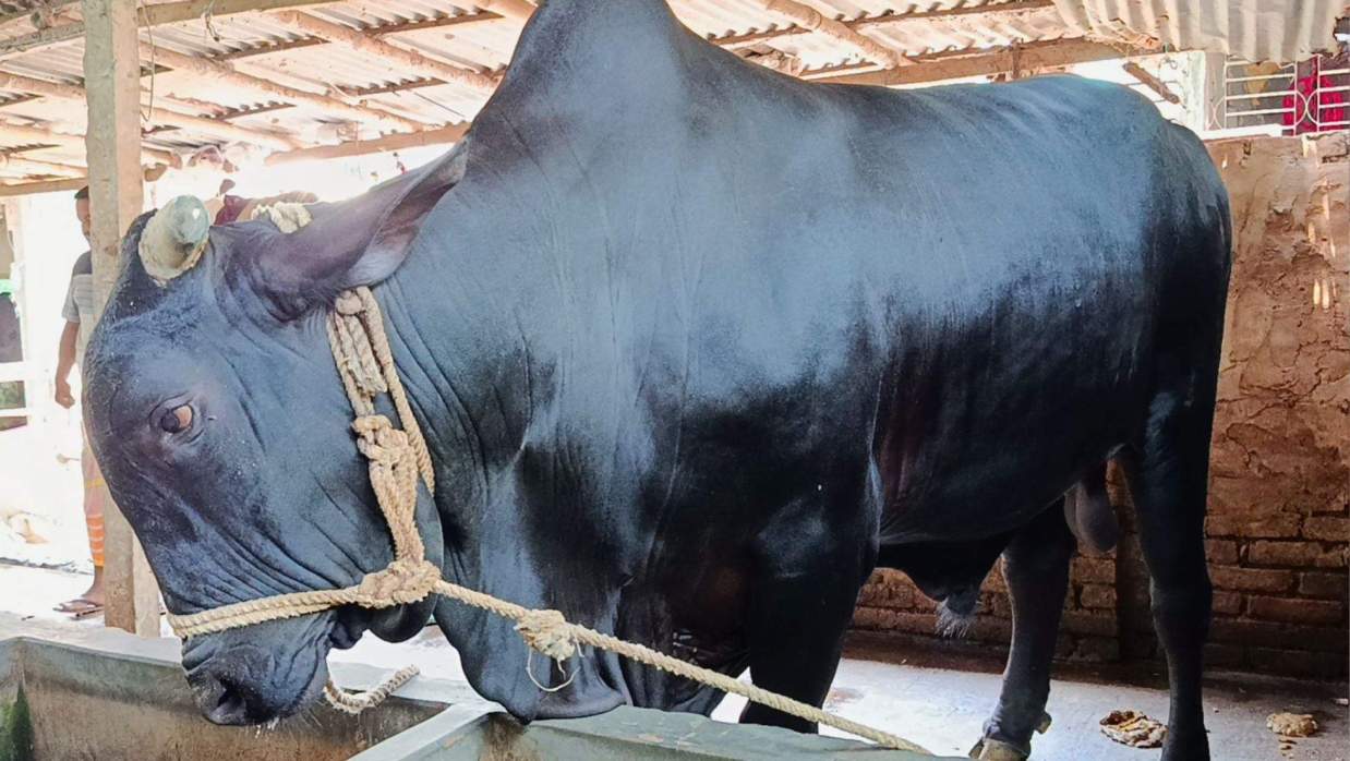 বিশাল আকৃতির বাহারাম বাদশা