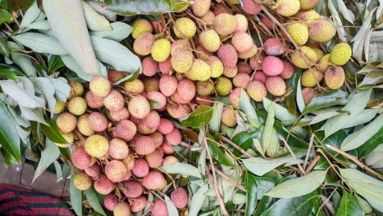 অপরিপক্ব লিচু