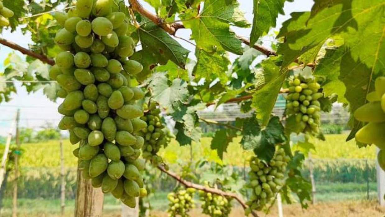 ইমন হোসেনের বাগানে ঝুলছে আঙুর  