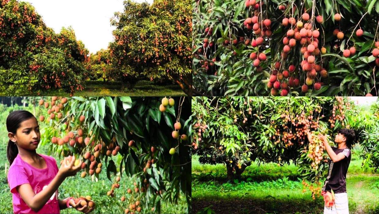 মোস্তফা জামাল শামীমের উন্মুক্ত লিচু বাগান
