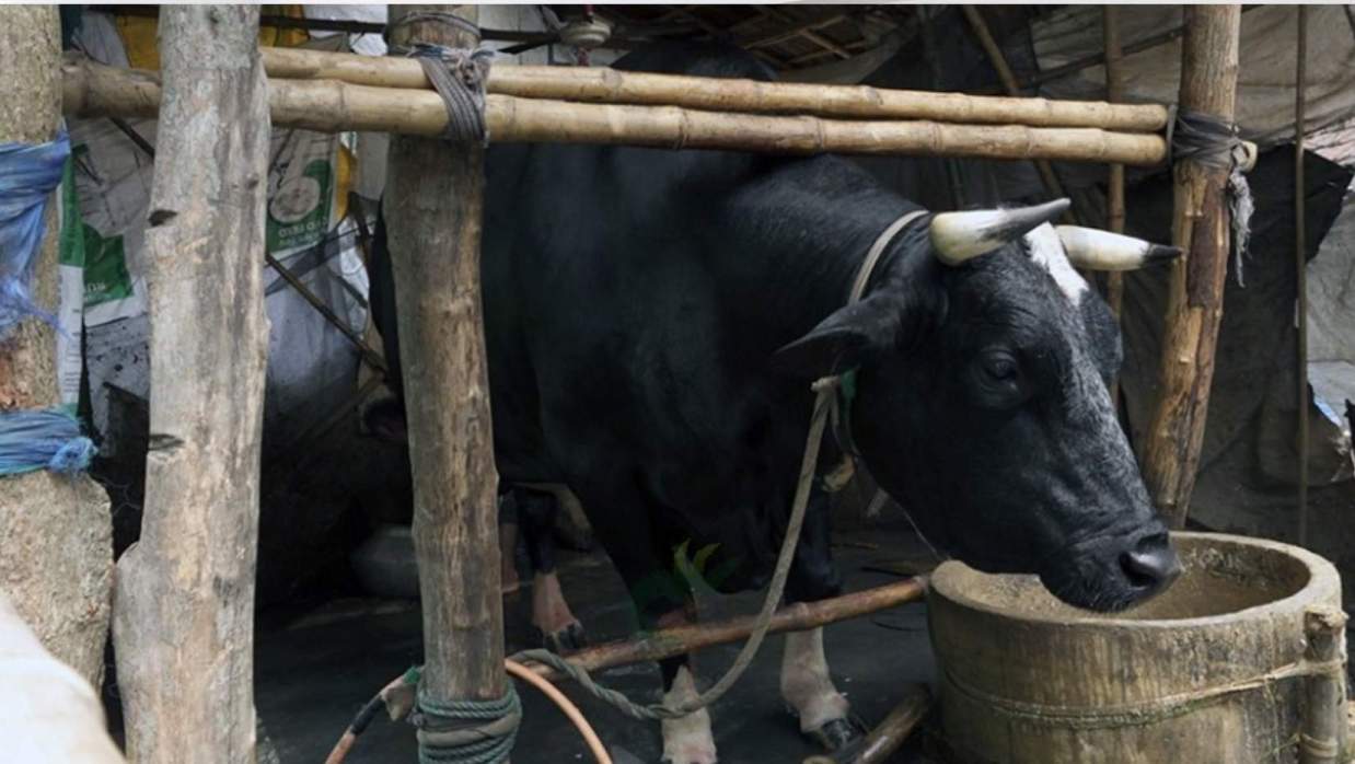 ‘ঠান্ডা ভোলা’র দাম ১২ লাখ