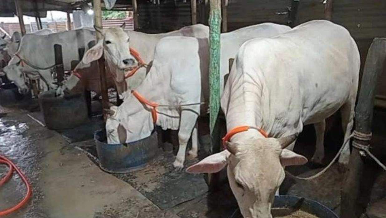 মীর কাদিমের গরু