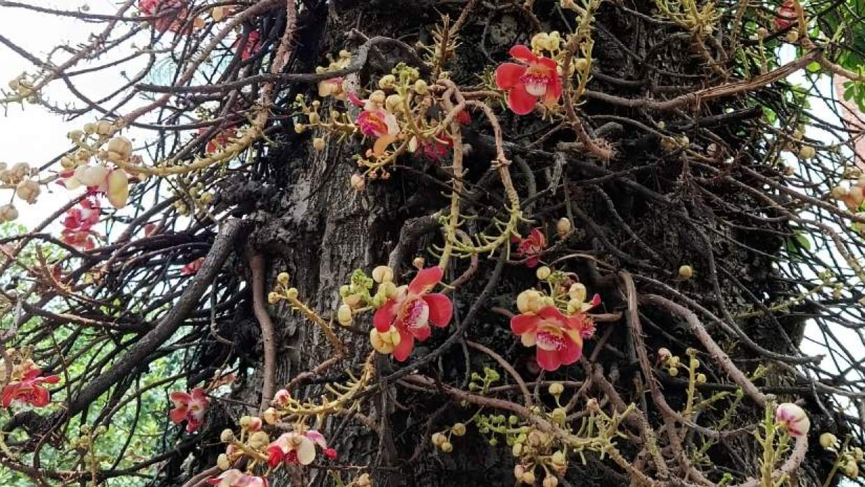 দৃষ্টিনন্দন ফুল—নাগলিঙ্গম